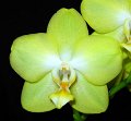 Phal. Brother Passat 'Canary'